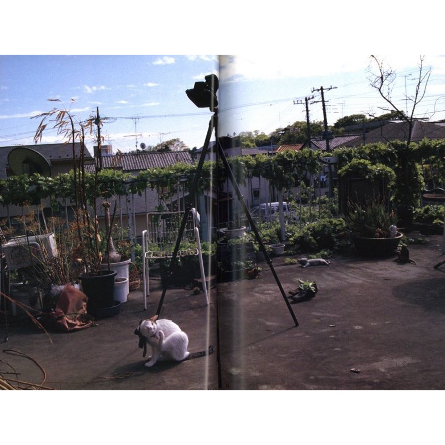 荒木経惟写真全集第10巻 チロとアラーキーと2人のおんな