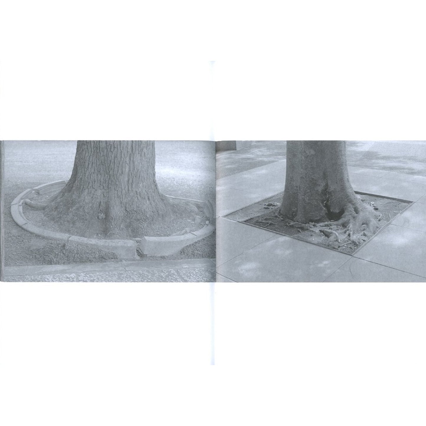 root
