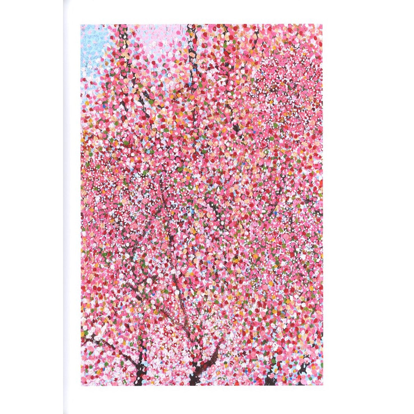 Cherry Blossoms