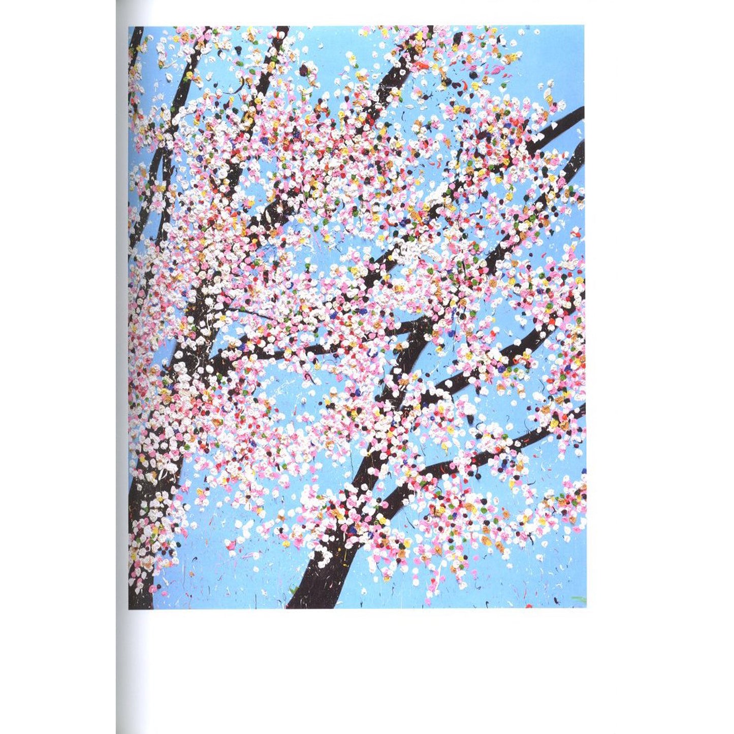 Cherry Blossoms