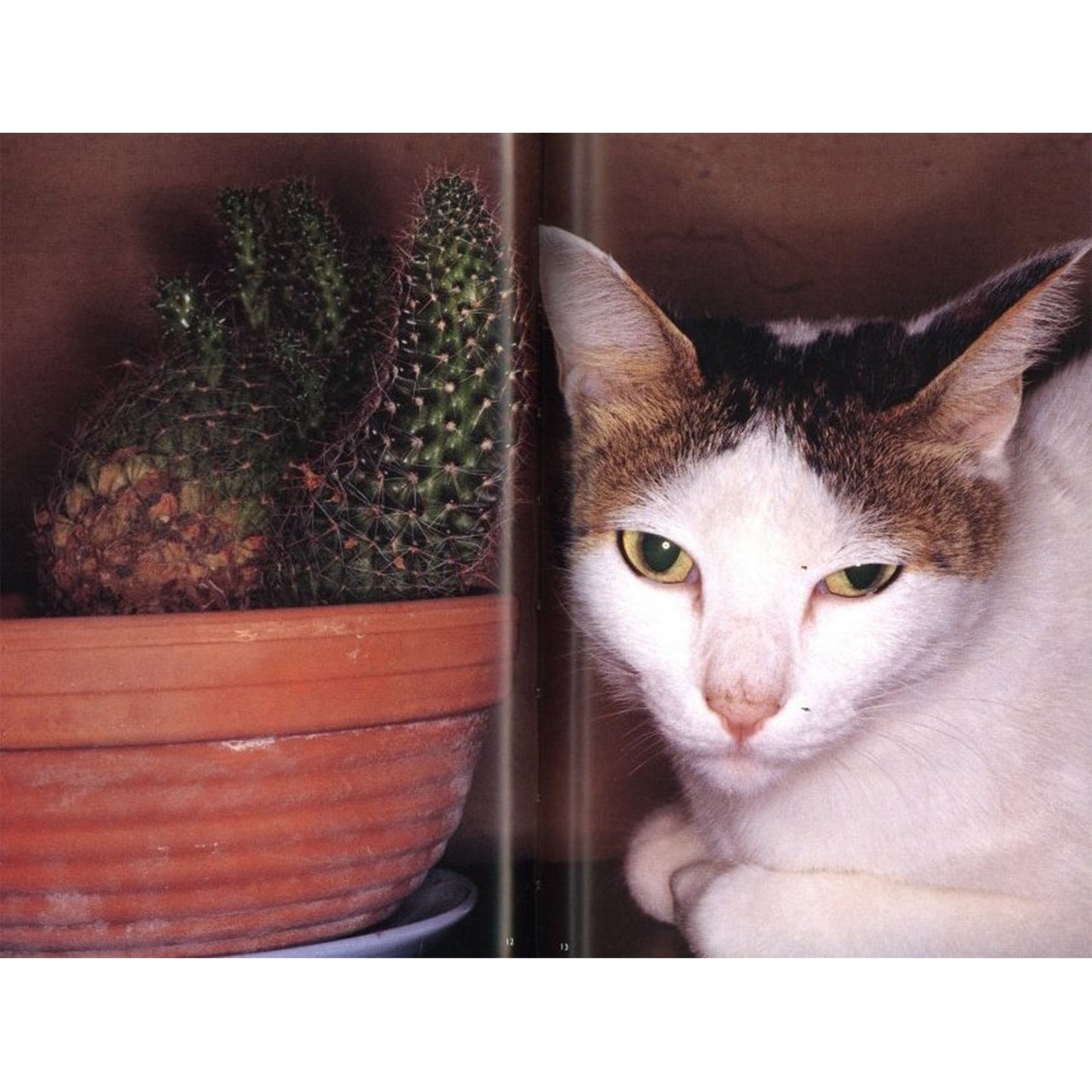 荒木経惟写真全集第10巻　チロとアラーキーと2人のおんな