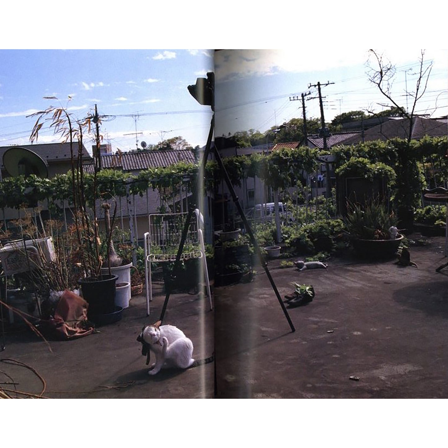 荒木経惟写真全集第10巻　チロとアラーキーと2人のおんな