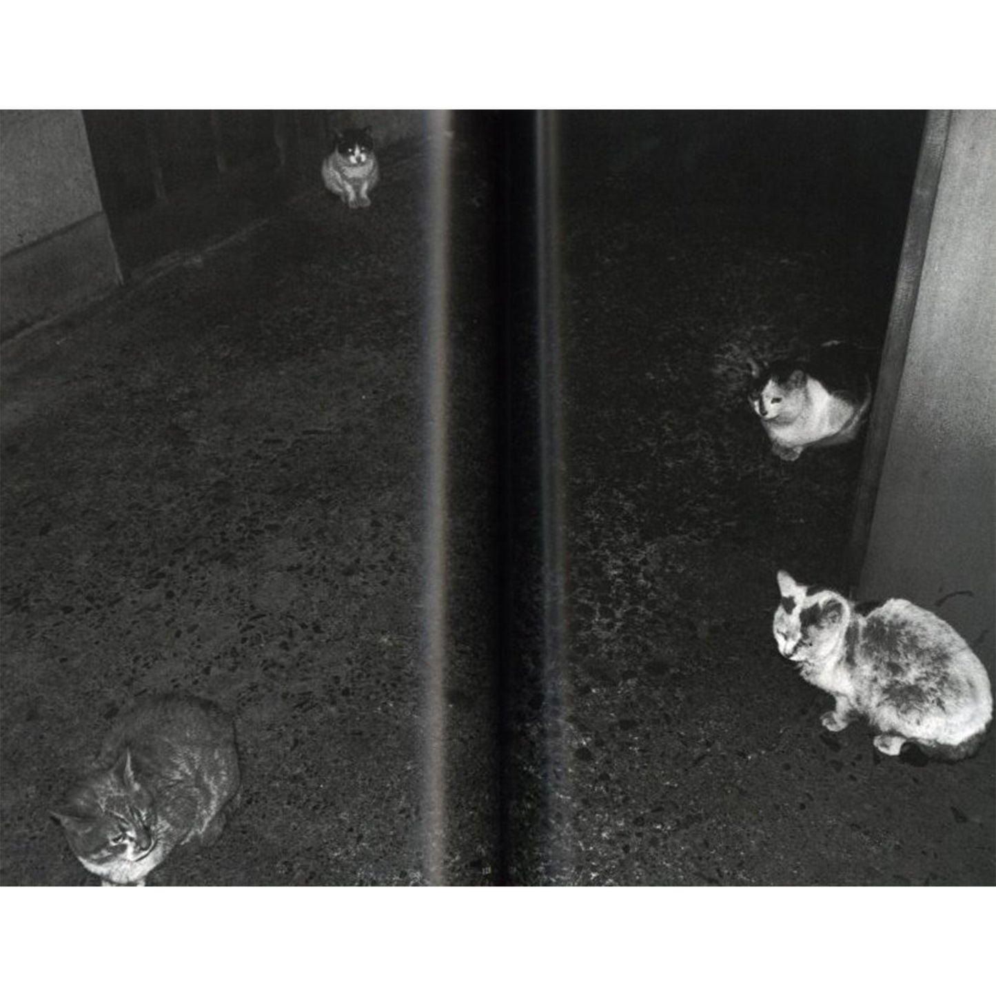 荒木経惟写真全集第10巻　チロとアラーキーと2人のおんな