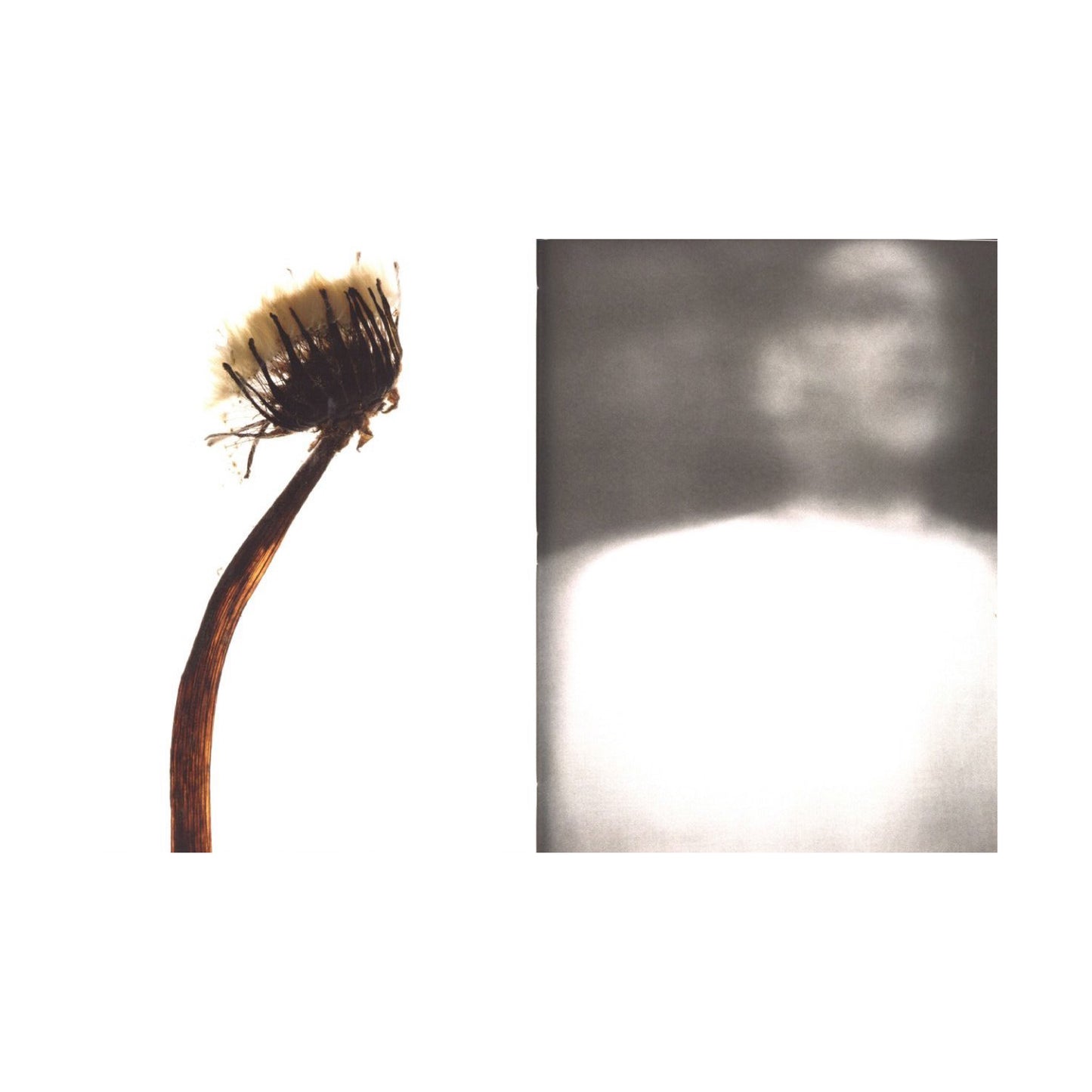 My Shadow's Reflection