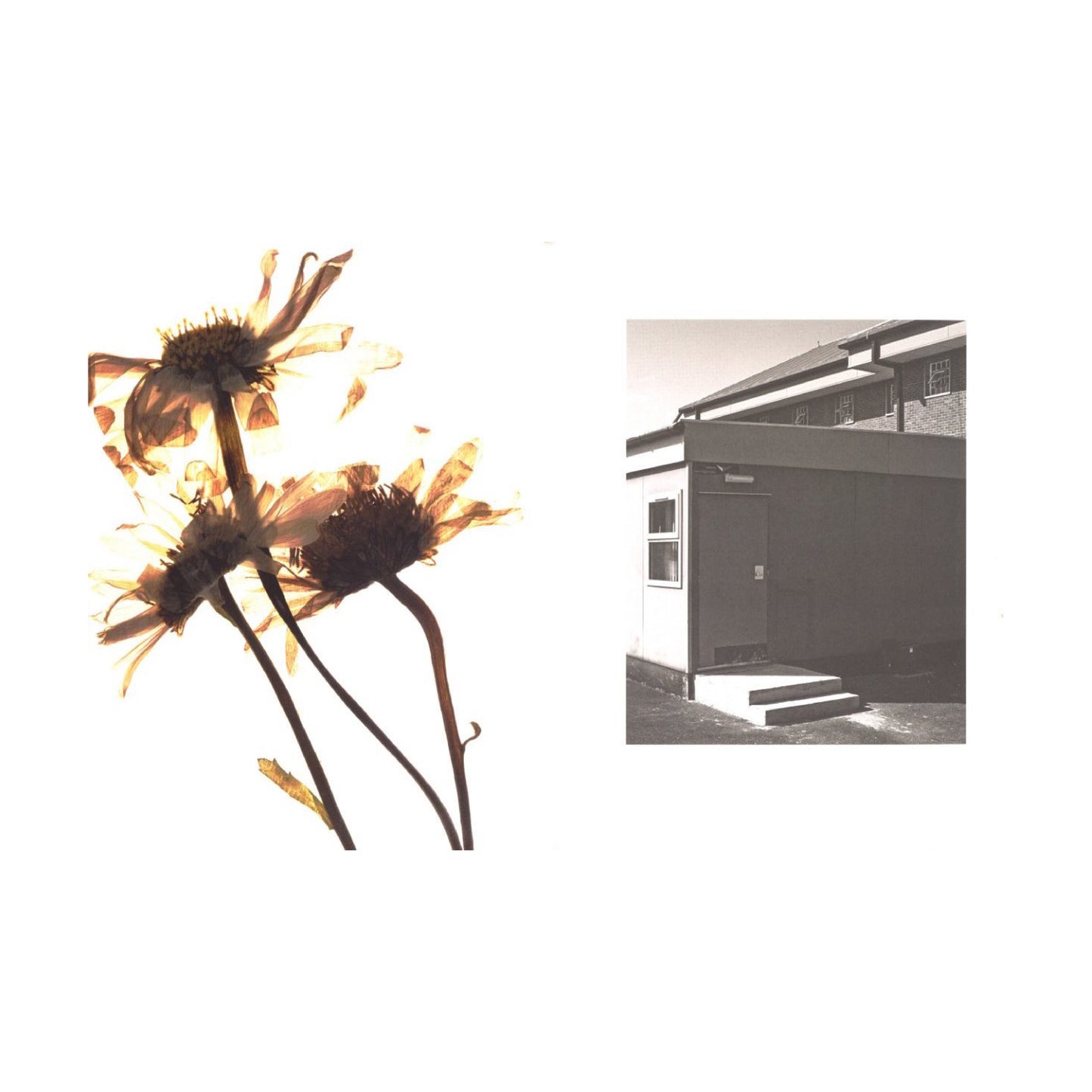 My Shadow's Reflection