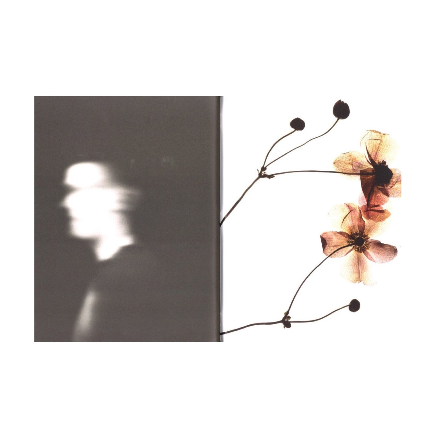 My Shadow's Reflection