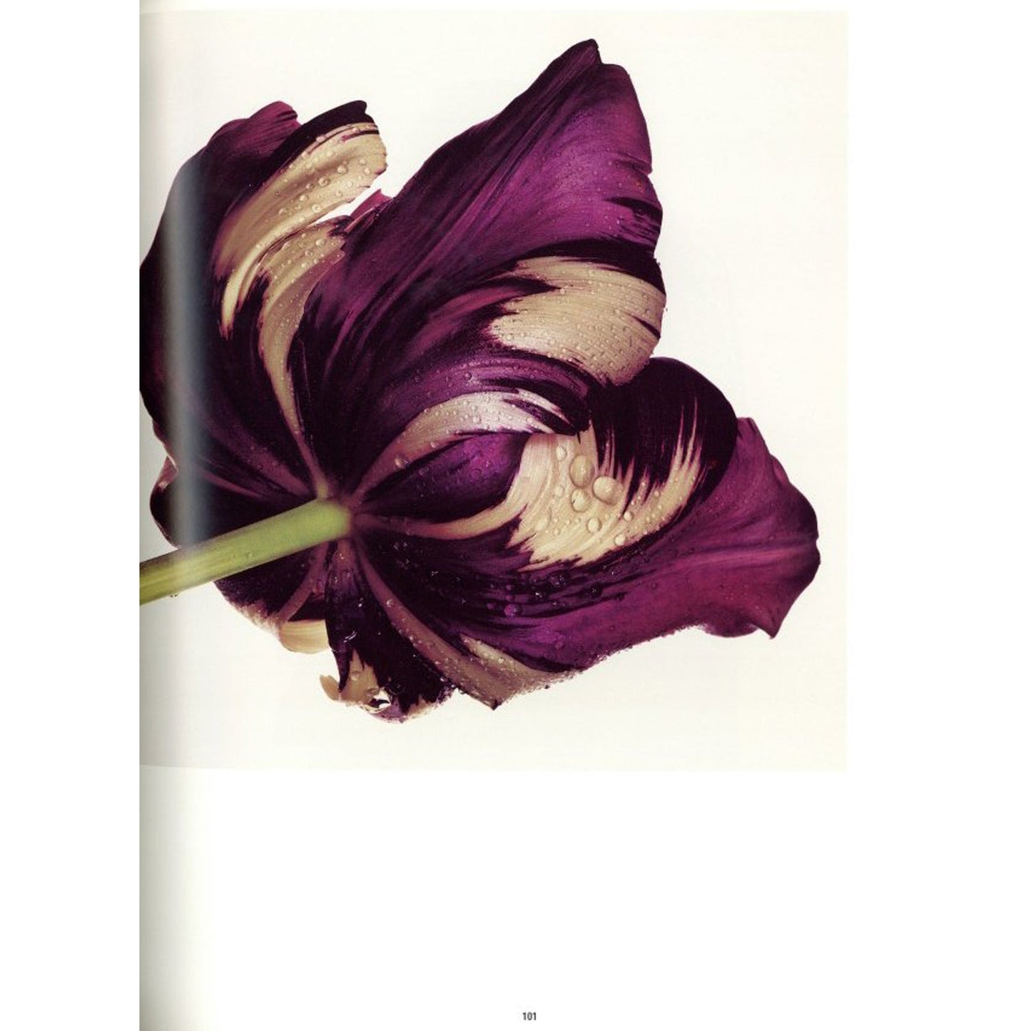 Irving Penn: A Career in Photography