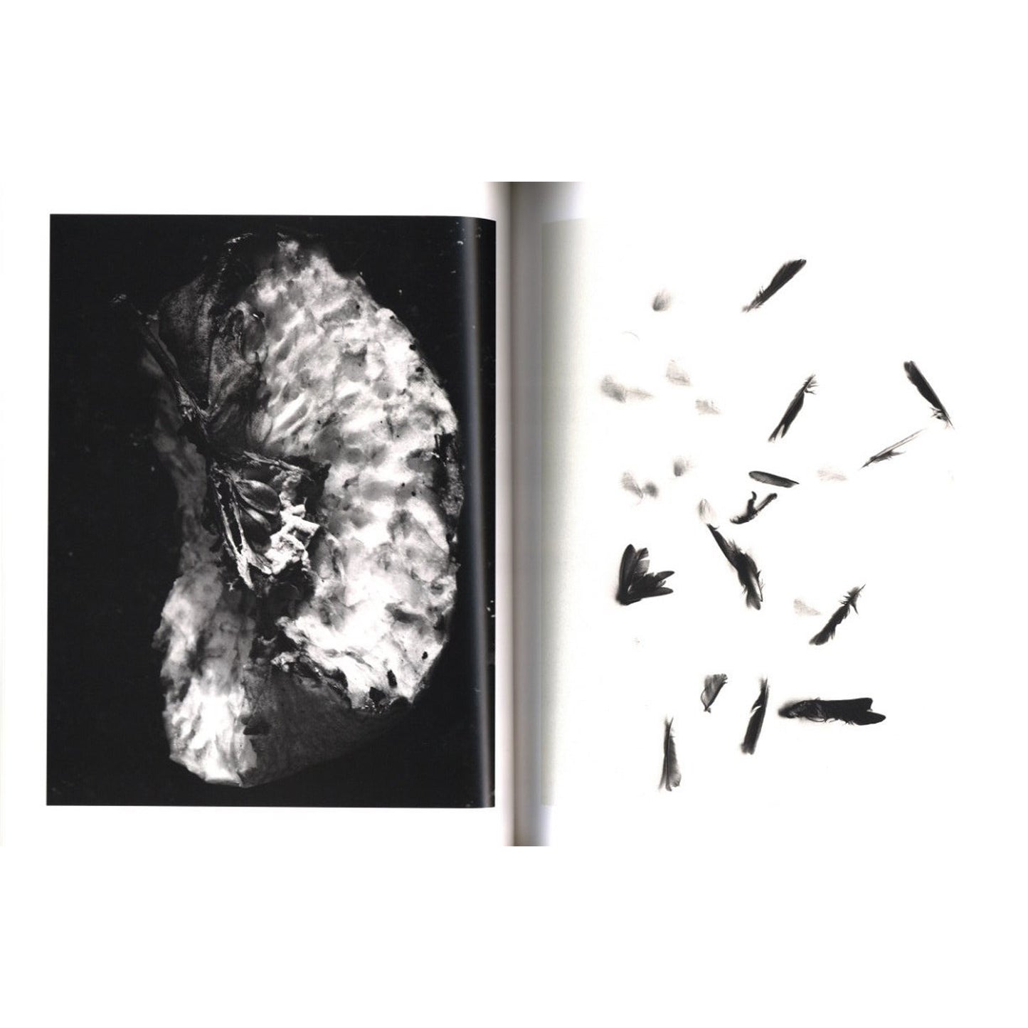 déjà-vu［デジャ＝ヴュ］ No.4 1991年4月号 特集：荒木経惟