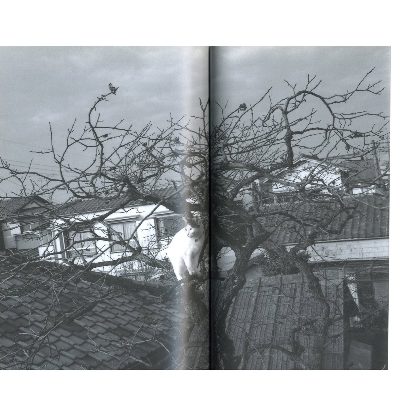 愛のバルコニー