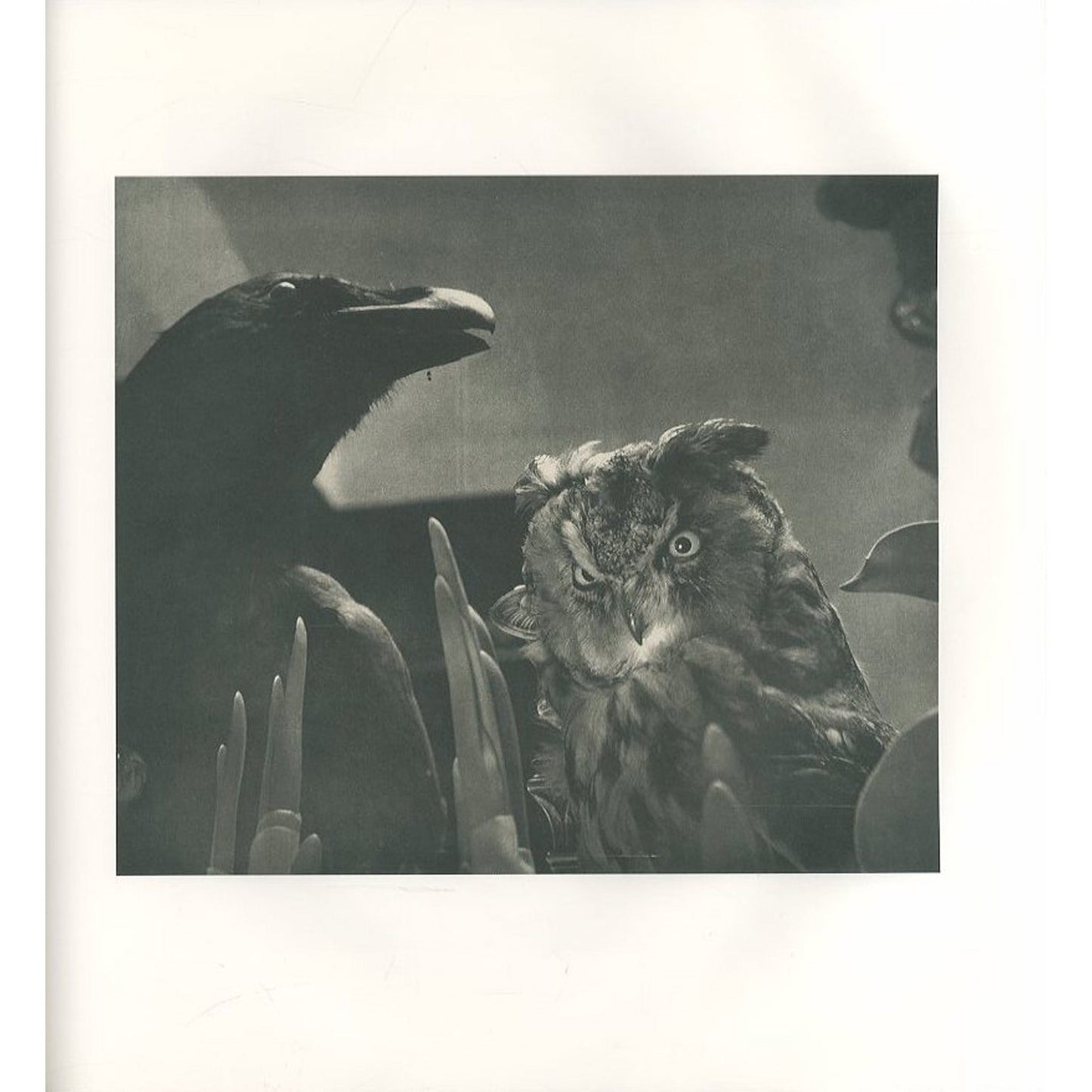BIRDS