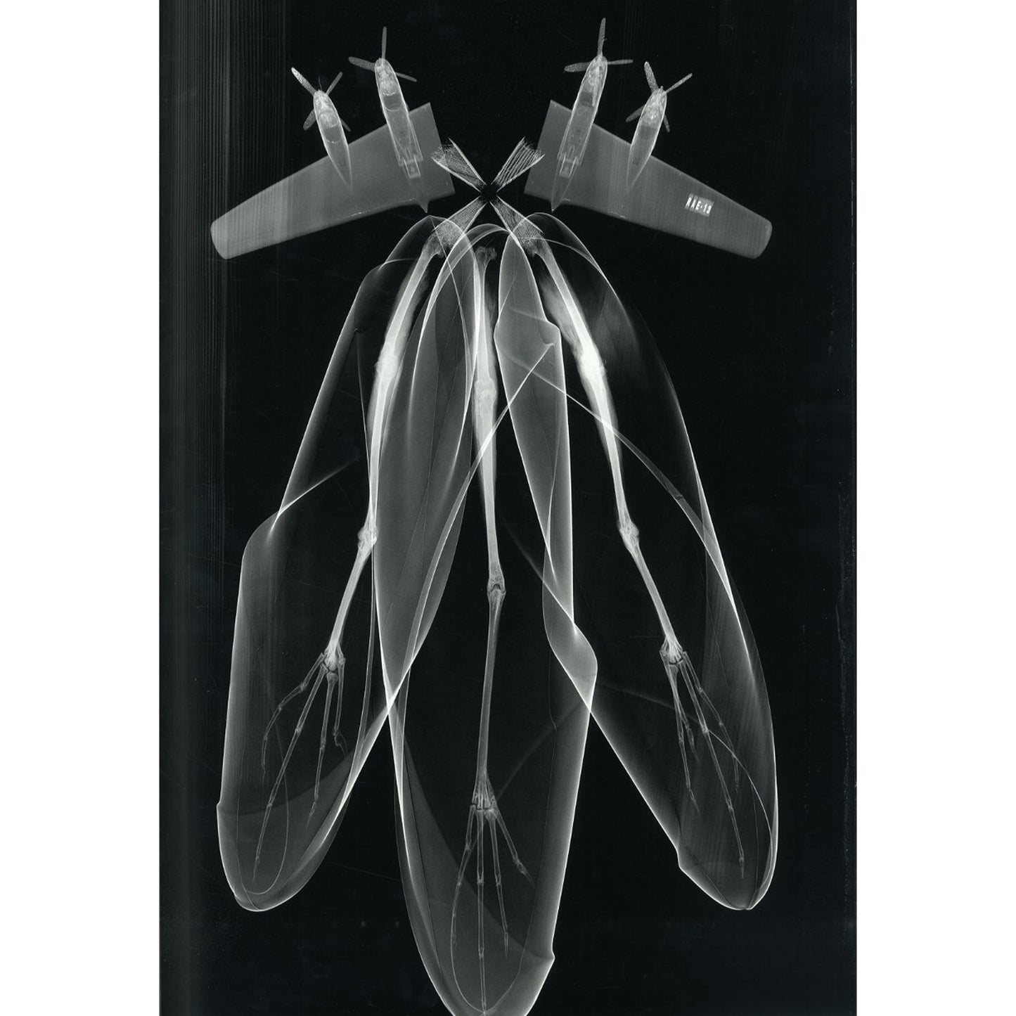 X=t: The Art of X-Ray Photography